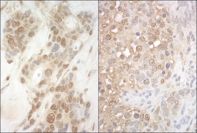 APC7 Antibody in Immunohistochemistry (Paraffin) (IHC (P))