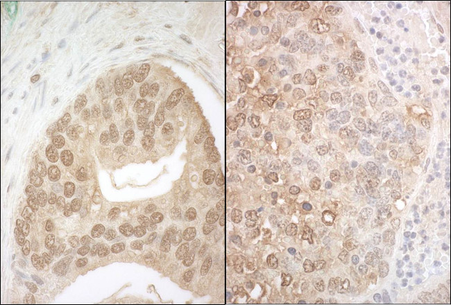 APC7 Antibody in Immunohistochemistry (Paraffin) (IHC (P))