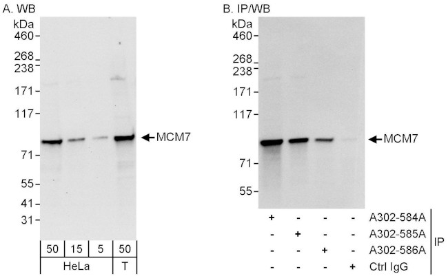 MCM7 Antibody in Western Blot (WB)