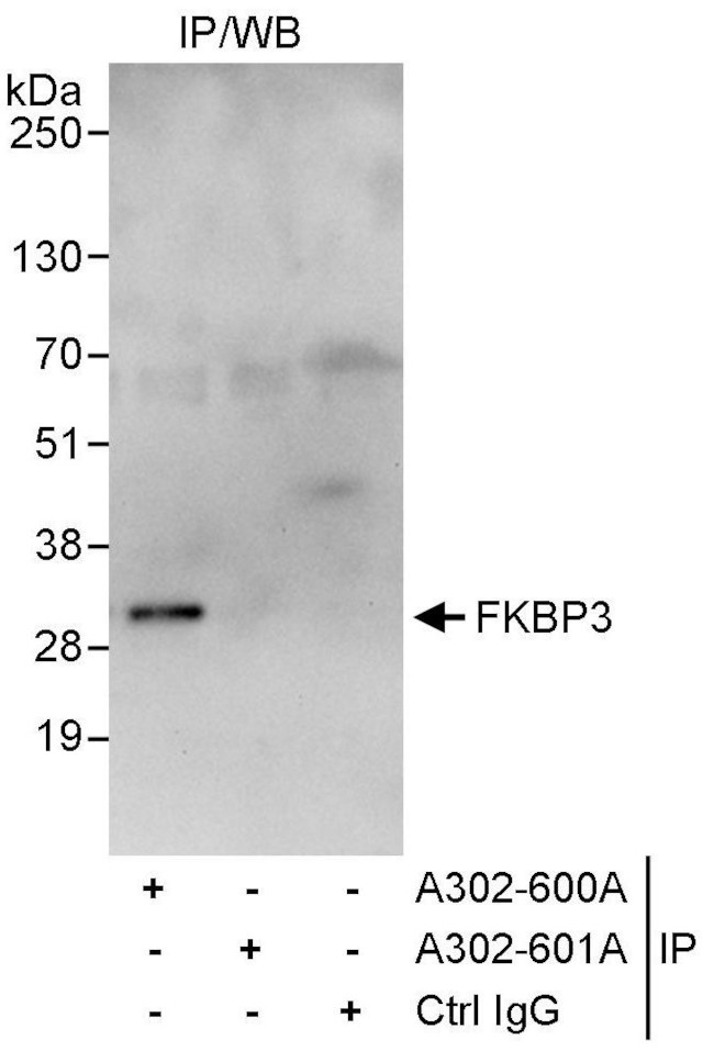 FKBP3 Antibody in Immunoprecipitation (IP)