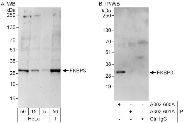 FKBP3 Antibody in Western Blot (WB)