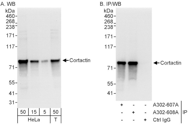Cortactin Antibody in Western Blot (WB)