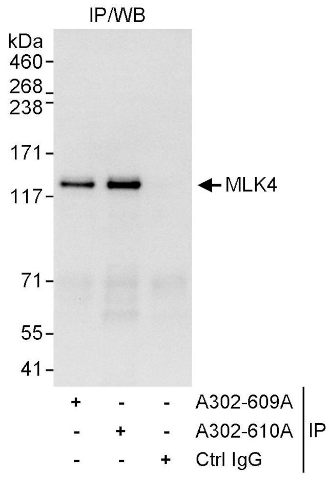 MLK4 Antibody in Immunoprecipitation (IP)