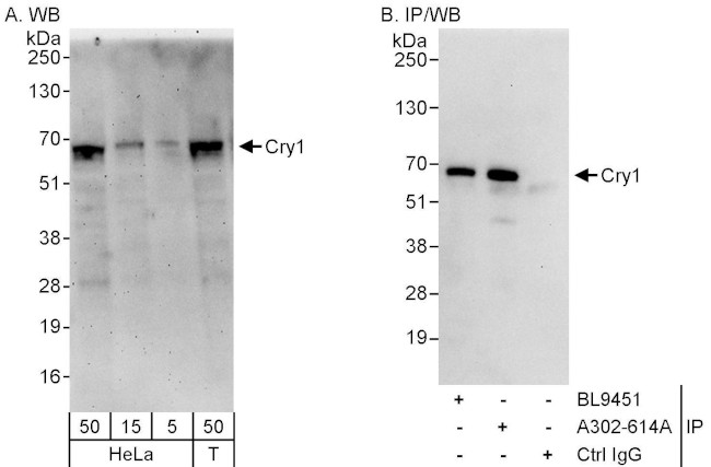 Cry1 Antibody in Western Blot (WB)