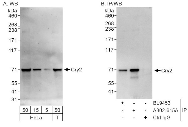 Cry2 Antibody in Western Blot (WB)