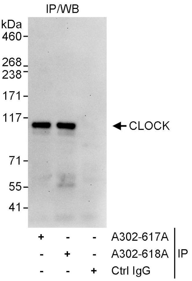 CLOCK Antibody in Immunoprecipitation (IP)