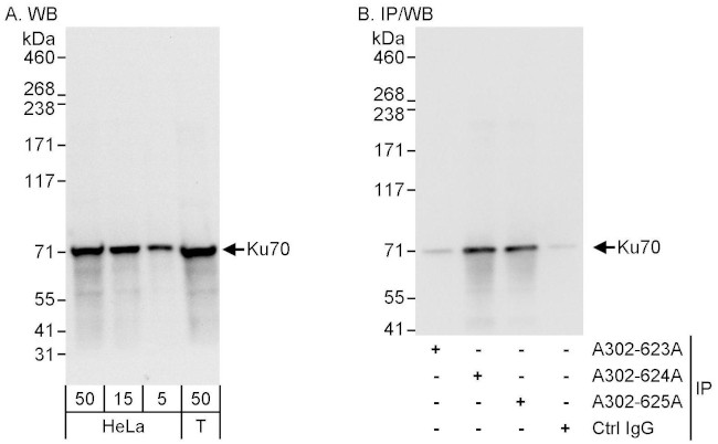 Ku70 Antibody in Western Blot (WB)