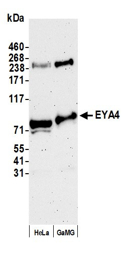 EYA4 Antibody in Western Blot (WB)