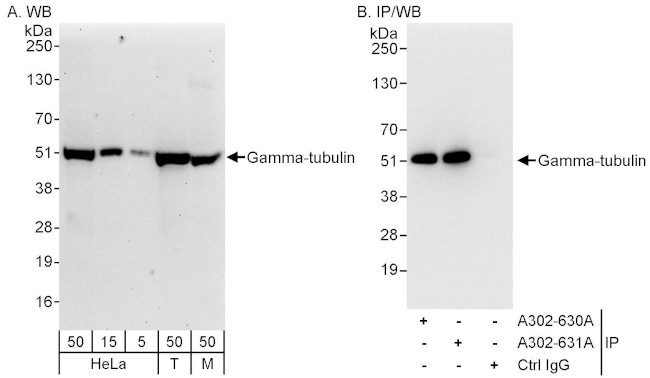 Gamma-Tubulin Antibody in Western Blot (WB)