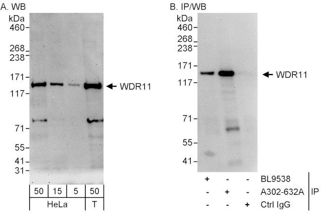 WDR11 Antibody in Western Blot (WB)