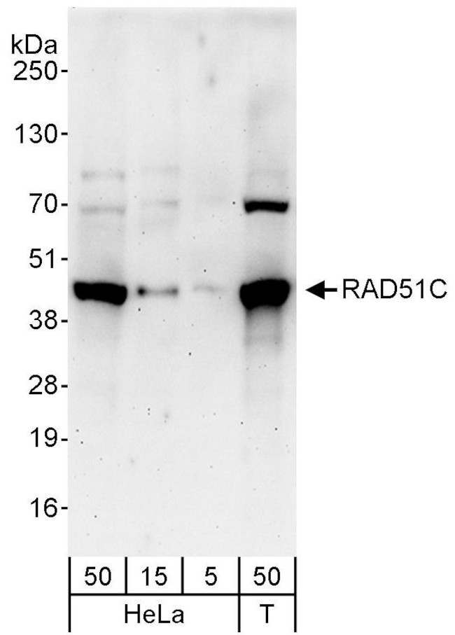 RAD51C Antibody in Western Blot (WB)