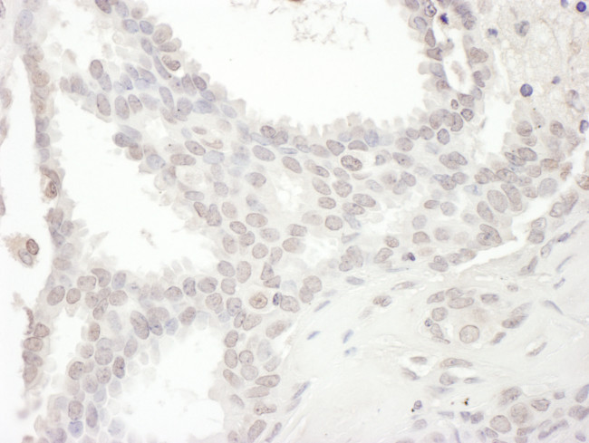 SPIN90 Antibody in Immunohistochemistry (Paraffin) (IHC (P))