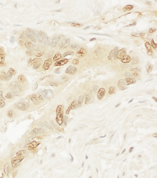 Pygo1 Antibody in Immunohistochemistry (Paraffin) (IHC (P))