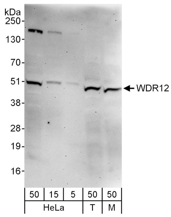 WDR12 Antibody in Western Blot (WB)