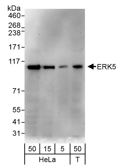 ERK5 Antibody in Western Blot (WB)