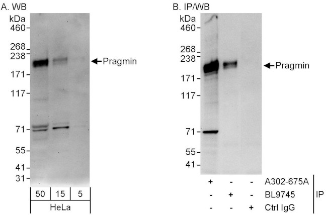 Pragmin Antibody in Western Blot (WB)