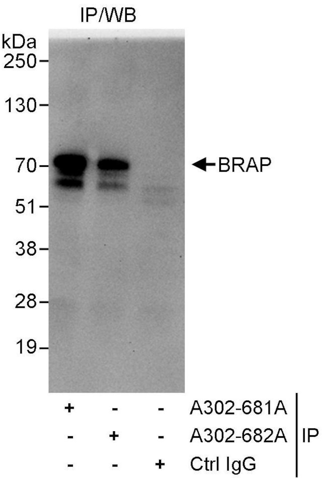 BRAP Antibody in Immunoprecipitation (IP)