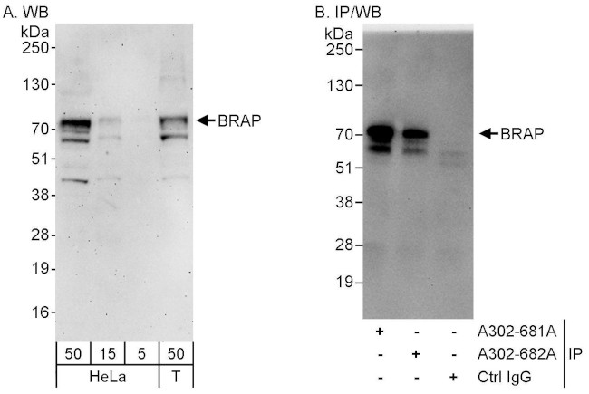 BRAP Antibody in Western Blot (WB)