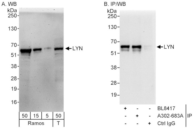 LYN Antibody in Western Blot (WB)