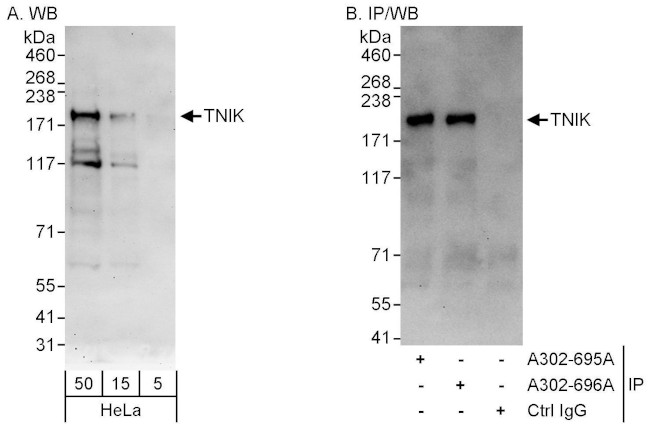 TNIK Antibody in Western Blot (WB)