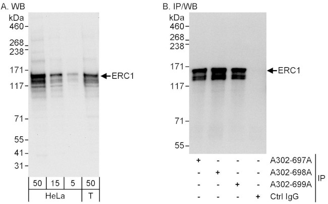 ERC1 Antibody in Western Blot (WB)