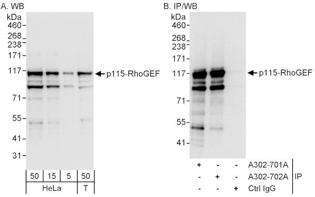 p115-RhoGEF Antibody in Western Blot (WB)