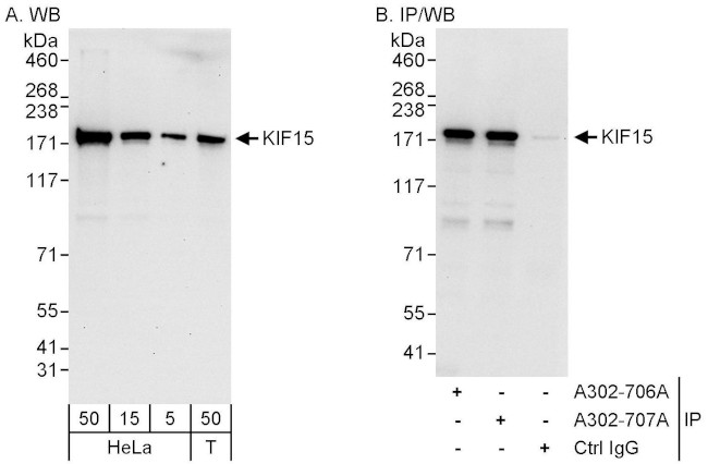 KIF15 Antibody in Western Blot (WB)