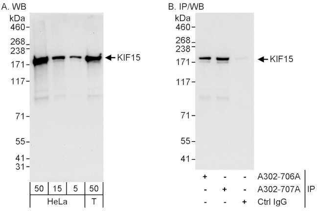 KIF15 Antibody in Western Blot (WB)