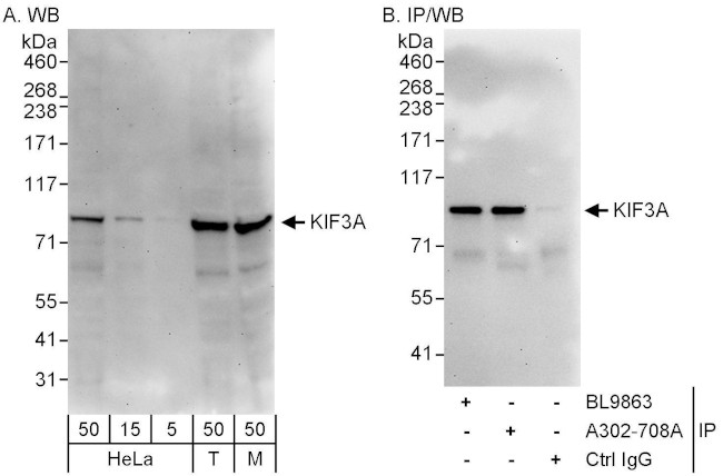 KIF3A Antibody in Western Blot (WB)
