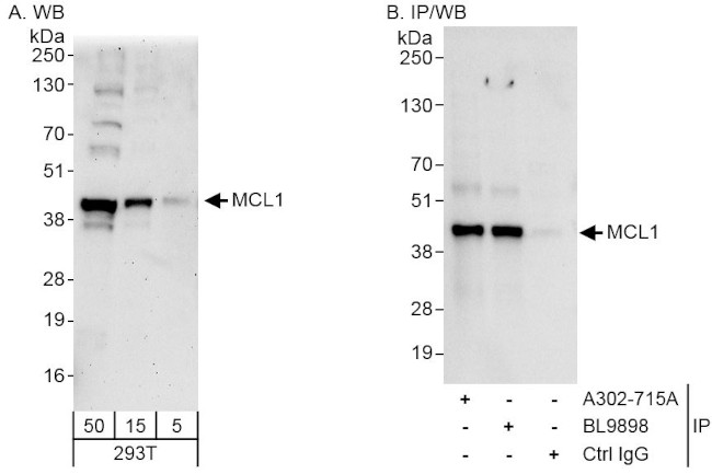 MCL1 Antibody in Western Blot (WB)