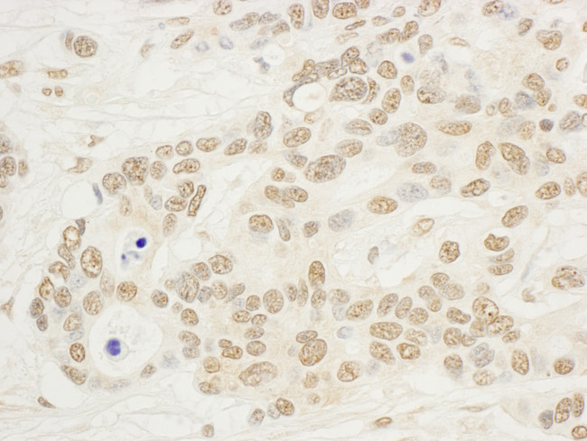 NOP132 Antibody in Immunohistochemistry (Paraffin) (IHC (P))