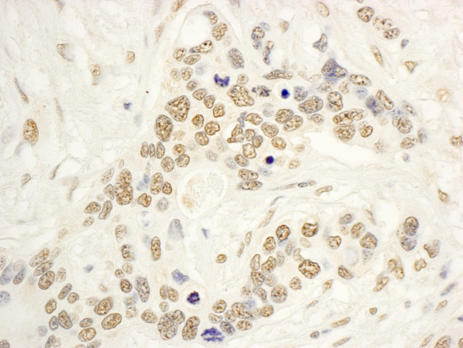 NOP132 Antibody in Immunohistochemistry (Paraffin) (IHC (P))