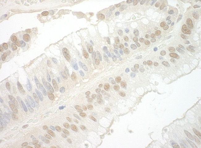 Importin 7 Antibody in Immunohistochemistry (Paraffin) (IHC (P))