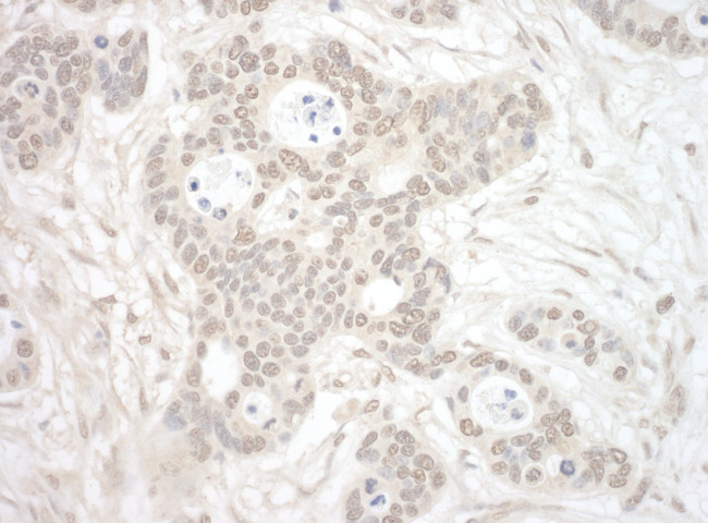 ORC3 Antibody in Immunohistochemistry (Paraffin) (IHC (P))