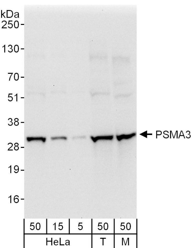 PSMA3 Antibody in Western Blot (WB)