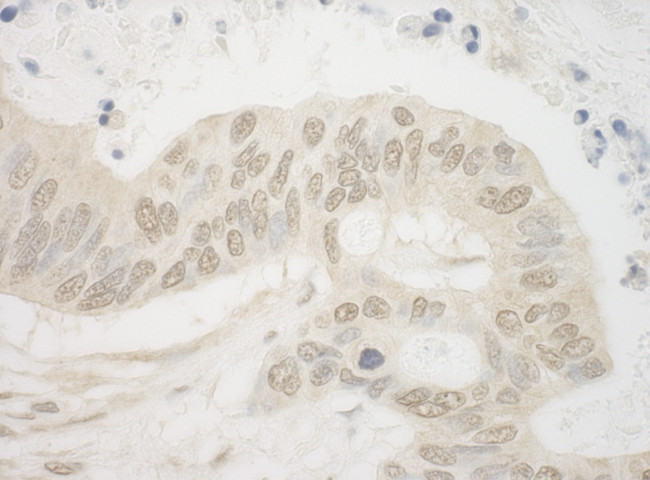 ARNT Antibody in Immunohistochemistry (Paraffin) (IHC (P))