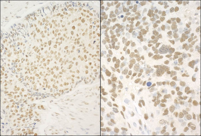 GMEB1 Antibody in Immunohistochemistry (Paraffin) (IHC (P))
