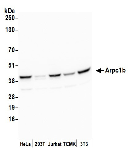Arpc1b Antibody in Western Blot (WB)