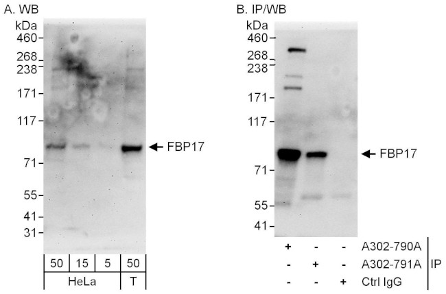 FBP17 Antibody in Western Blot (WB)