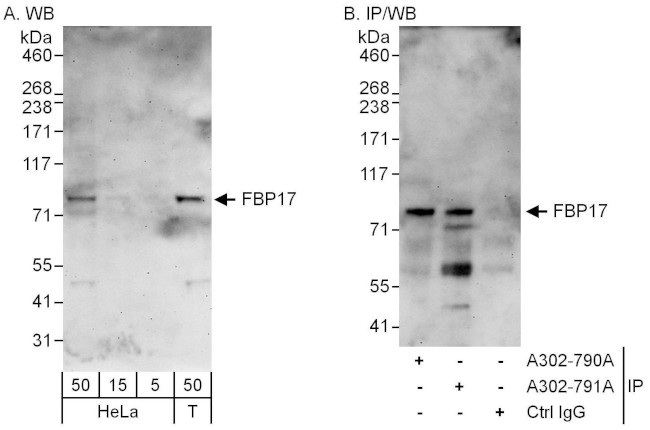 FBP17 Antibody in Western Blot (WB)