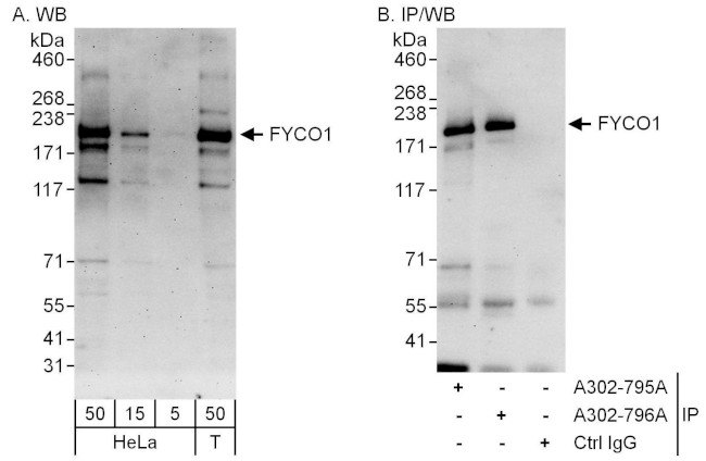 FYCO1 Antibody in Western Blot (WB)