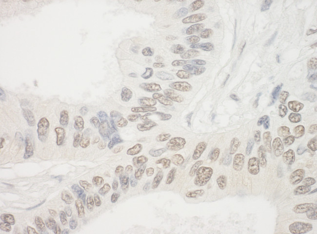 NOL10 Antibody in Immunohistochemistry (Paraffin) (IHC (P))