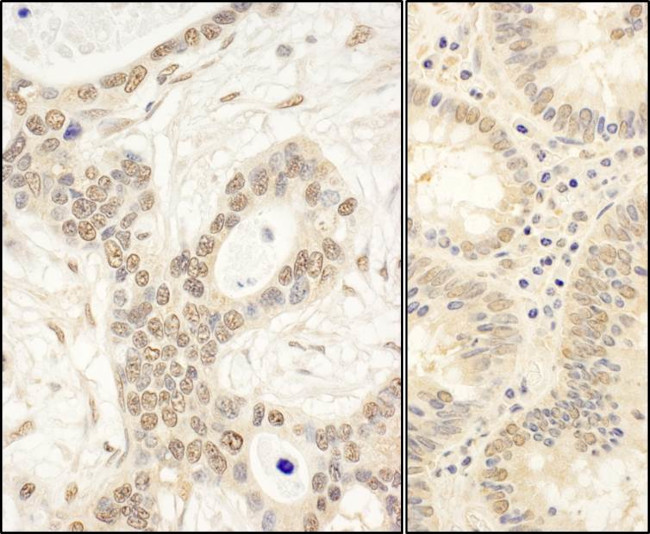 FAF1 Antibody in Immunohistochemistry (Paraffin) (IHC (P))
