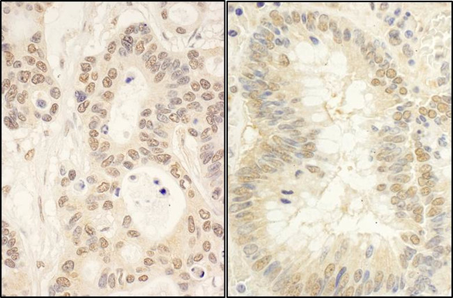 FAF1 Antibody in Immunohistochemistry (Paraffin) (IHC (P))