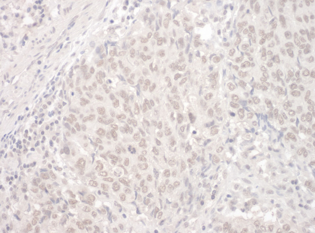PUF60 Antibody in Immunohistochemistry (Paraffin) (IHC (P))