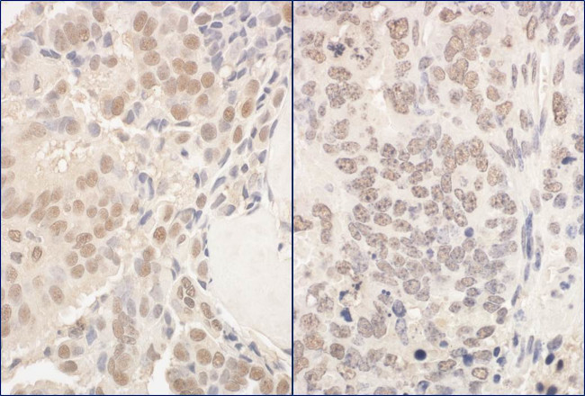 PUF60 Antibody in Immunohistochemistry (Paraffin) (IHC (P))