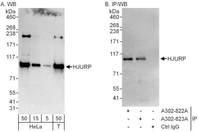 HJURP Antibody in Western Blot (WB)