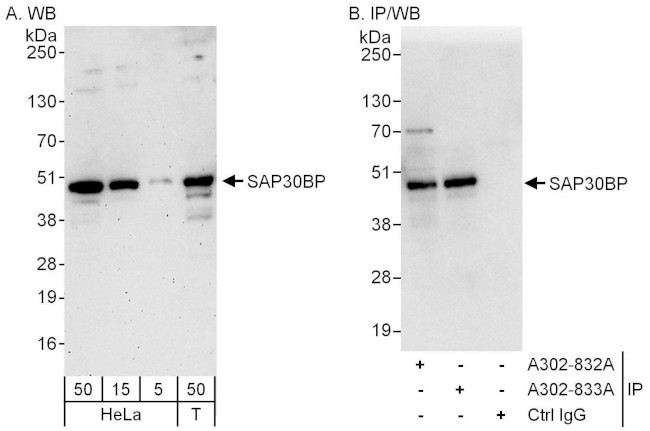 SAP30BP Antibody in Western Blot (WB)