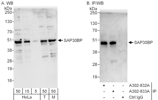 SAP30BP Antibody in Western Blot (WB)