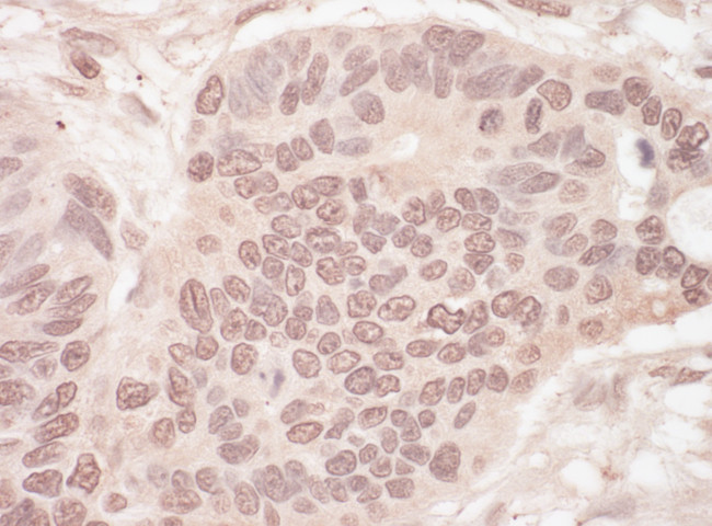 SLTM Antibody in Immunohistochemistry (Paraffin) (IHC (P))